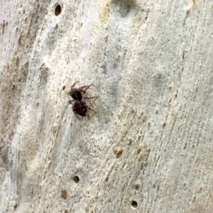 Salticidae (family) at Aranda, ACT - 26 Jan 2022