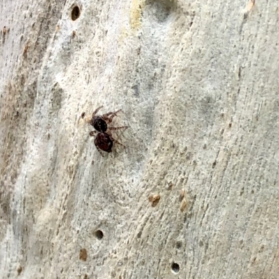 Salticidae (family) (Unidentified Jumping spider) at Aranda, ACT - 26 Jan 2022 by KMcCue