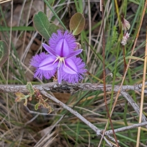 Thysanotus tuberosus subsp. tuberosus at Watson, ACT - 26 Jan 2022