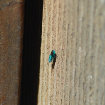 Chrysididae (family) (Cuckoo wasp or Emerald wasp) at Aranda, ACT - 26 Jan 2022 by KMcCue