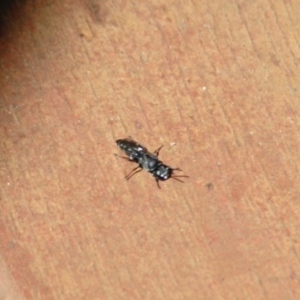 Crabronidae (family) at Aranda, ACT - 26 Jan 2022 03:04 PM