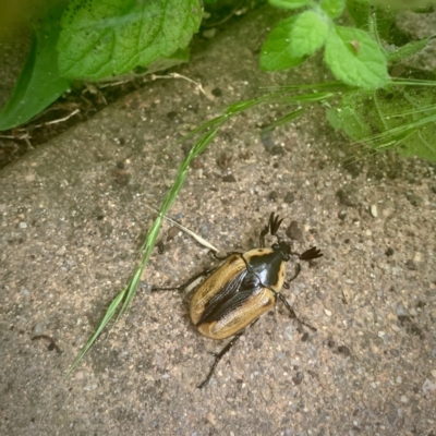 Chondropyga dorsalis (Cowboy beetle) at Giralang, ACT - 26 Jan 2022 by RosD