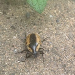 Chondropyga dorsalis at Giralang, ACT - 26 Jan 2022 11:44 AM