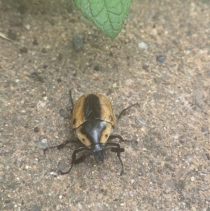 Chondropyga dorsalis at Giralang, ACT - 26 Jan 2022 11:44 AM