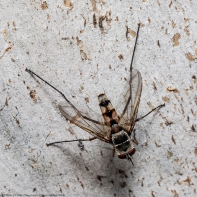 Prosena sp. (genus) (A bristle fly) at Aranda Bushland - 26 Jan 2022 by Roger