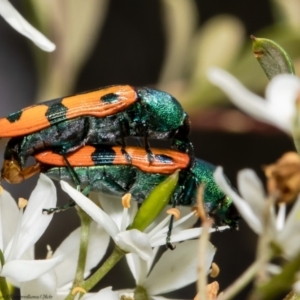 Castiarina scalaris at Cook, ACT - 26 Jan 2022