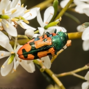 Castiarina scalaris at Cook, ACT - 26 Jan 2022