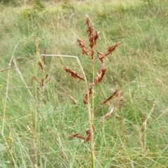 Sorghum leiocladum (Wild Sorghum) at Molonglo Valley, ACT - 24 Jan 2022 by sangio7