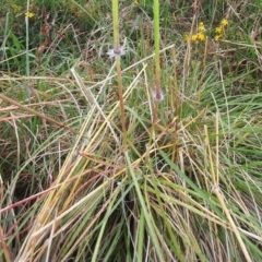 Sorghum leiocladum at Molonglo Valley, ACT - 24 Jan 2022 09:09 AM