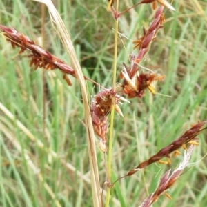 Sorghum leiocladum at Molonglo Valley, ACT - 24 Jan 2022 09:09 AM