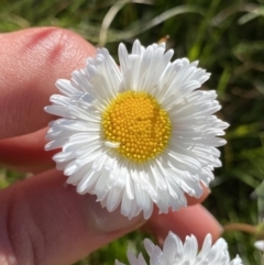 Brachyscome scapigera (Tufted Daisy) at Kosciuszko National Park, NSW - 21 Jan 2022 by NedJohnston