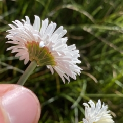 Brachyscome scapigera at Kosciuszko National Park, NSW - 21 Jan 2022