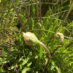 Brachyscome scapigera at Kosciuszko National Park, NSW - 21 Jan 2022