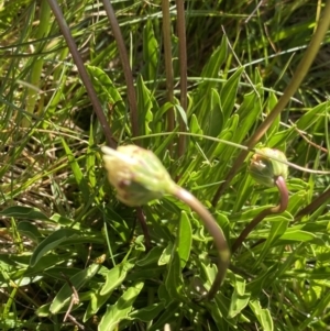 Brachyscome scapigera at Kosciuszko National Park, NSW - 21 Jan 2022 09:48 AM