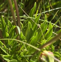 Brachyscome scapigera at Kosciuszko National Park, NSW - 21 Jan 2022