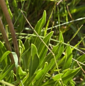 Brachyscome scapigera at Kosciuszko National Park, NSW - 21 Jan 2022