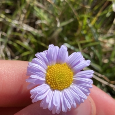 Brachyscome scapigera (Tufted Daisy) at Kosciuszko National Park, NSW - 21 Jan 2022 by NedJohnston