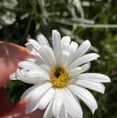 Celmisia costiniana (Costin's Snow Daisy) at Kosciuszko National Park, NSW - 21 Jan 2022 by NedJohnston