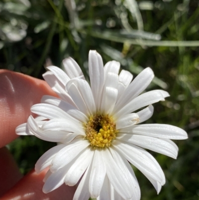 Celmisia costiniana (Costin's Snow Daisy) at Kosciuszko National Park, NSW - 21 Jan 2022 by NedJohnston