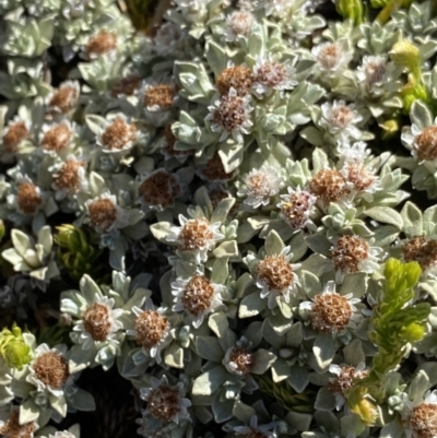 Ewartia nubigena (Silver Ewartia) at Kosciuszko National Park, NSW - 21 Jan 2022 by NedJohnston