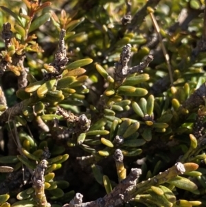 Podocarpus lawrencei at Geehi, NSW - 21 Jan 2022 09:41 AM