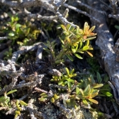 Podocarpus lawrencei at Geehi, NSW - 21 Jan 2022 09:41 AM