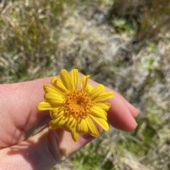 Scapisenecio pectinatus var. major (Alpine Groundsel) at Kosciuszko National Park, NSW - 21 Jan 2022 by NedJohnston