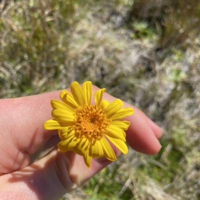 Scapisenecio pectinatus var. major (Alpine Groundsel) at Kosciuszko National Park, NSW - 21 Jan 2022 by NedJohnston