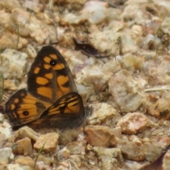 Geitoneura klugii (Marbled Xenica) at Paddys River, ACT - 25 Jan 2022 by Christine