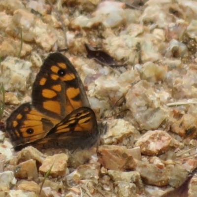 Geitoneura klugii (Marbled Xenica) at Paddys River, ACT - 25 Jan 2022 by Christine