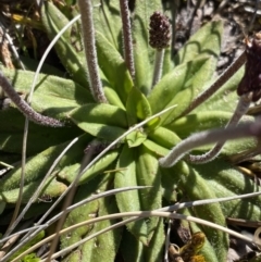 Plantago alpestris (Veined Plantain) at Kosciuszko National Park, NSW - 21 Jan 2022 by NedJohnston