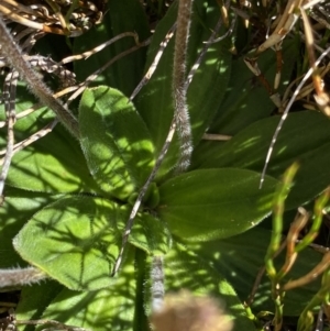 Plantago euryphylla at Kosciuszko National Park, NSW - 21 Jan 2022