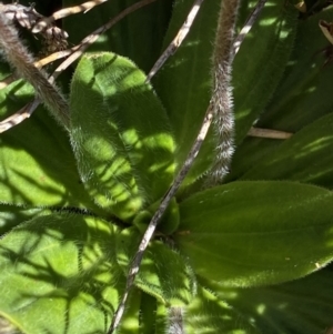 Plantago euryphylla at Kosciuszko National Park, NSW - 21 Jan 2022