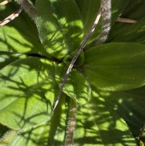 Plantago euryphylla at Kosciuszko National Park, NSW - 21 Jan 2022