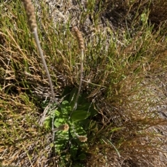 Plantago euryphylla at Kosciuszko National Park, NSW - 21 Jan 2022