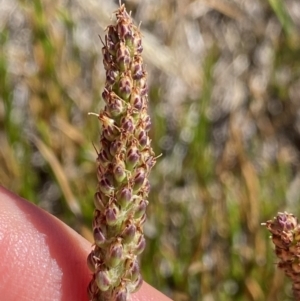 Plantago euryphylla at Kosciuszko National Park, NSW - 21 Jan 2022