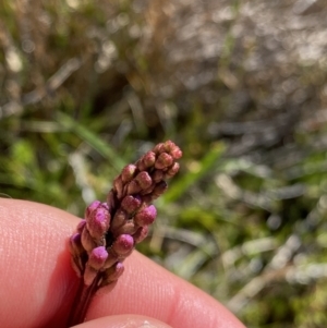 Stylidium montanum at Kosciuszko National Park, NSW - 21 Jan 2022