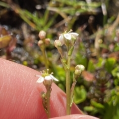 Oschatzia cuneifolia at Munyang, NSW - suppressed