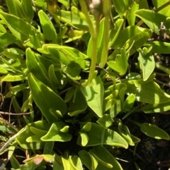 Oschatzia cuneifolia at Munyang, NSW - suppressed