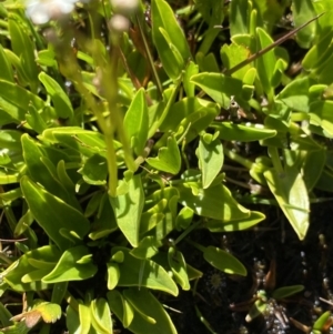 Oschatzia cuneifolia at Munyang, NSW - suppressed