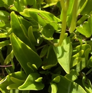 Oschatzia cuneifolia at Munyang, NSW - suppressed