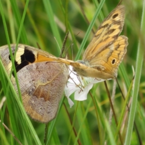 Heteronympha merope at Paddys River, ACT - 25 Jan 2022 03:24 PM