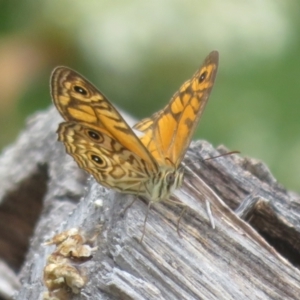 Geitoneura acantha at Paddys River, ACT - 25 Jan 2022