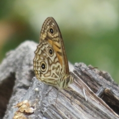 Geitoneura acantha at Paddys River, ACT - 25 Jan 2022