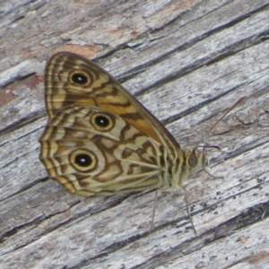 Geitoneura acantha at Paddys River, ACT - 25 Jan 2022