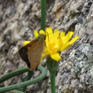 Timoconia flammeata at Paddys River, ACT - 25 Jan 2022