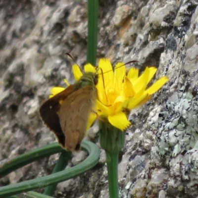 Timoconia flammeata (Bright Shield-skipper) at Paddys River, ACT - 25 Jan 2022 by Christine