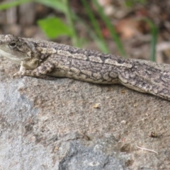 Amphibolurus muricatus (Jacky Lizard) at Paddys River, ACT - 25 Jan 2022 by Christine