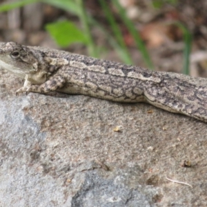 Amphibolurus muricatus at Paddys River, ACT - 25 Jan 2022