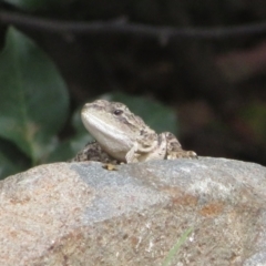 Amphibolurus muricatus at Paddys River, ACT - 25 Jan 2022